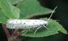 Yponomeuta sp.